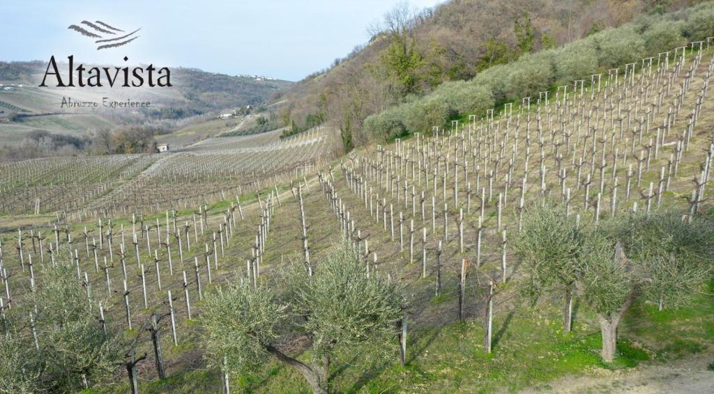 un viñedo en una colina con un montón de árboles en AltaVista, en Ari