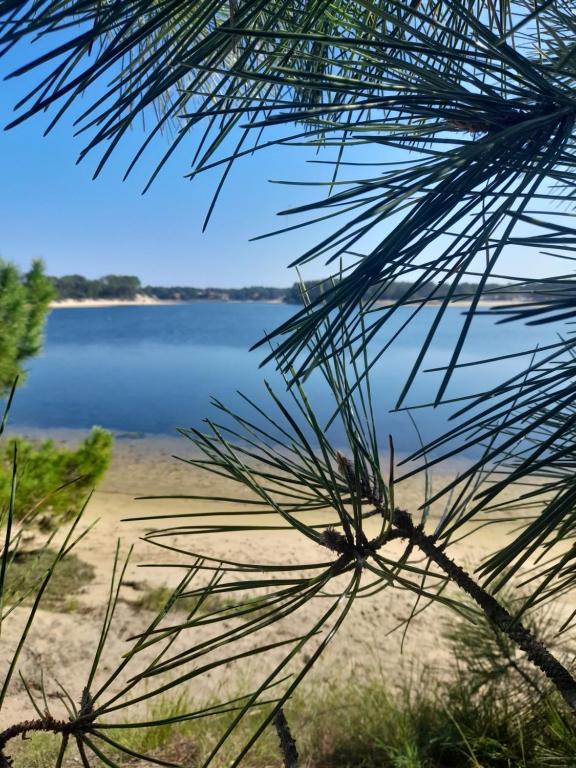 uma vista para um lago a partir de um pinheiro em Tout à pieds pour passer une semaine sur notre belle île em Rivedoux-Plage