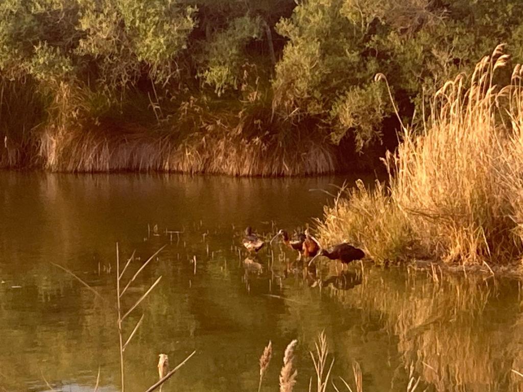 three ducks swimming in the water on a lake at Mas de la pie in Saintes-Maries-de-la-Mer