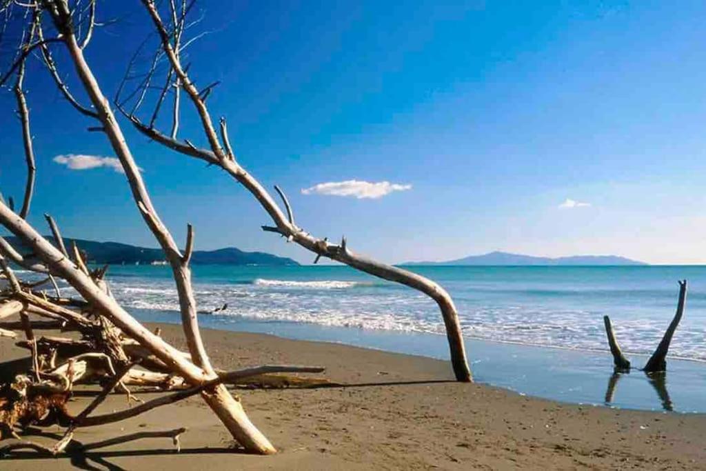 um galho de árvore deitado na praia em Casa Lucia a due passi dal mare Wi-Fi free parking em Principina a Mare
