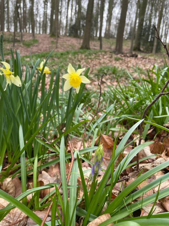 Foto sihtkohas Ellezelles asuva majutusasutuse La Canopée des Arbres, Anna galeriist