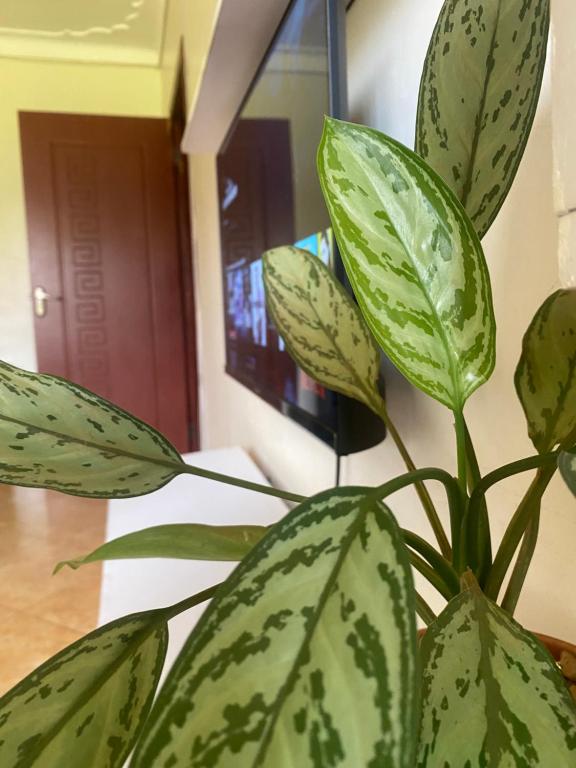 a plant with green leaves in a room at Kampala Comfort living in Kampala