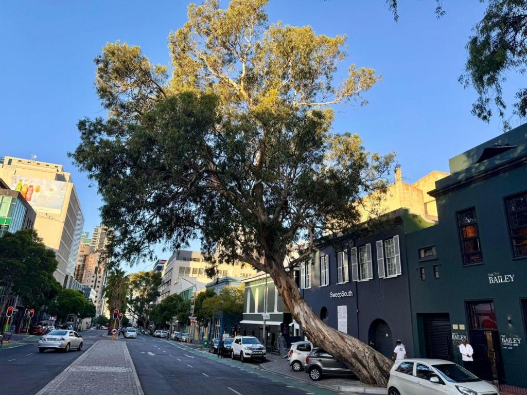 a tree on the side of a city street at Bree Street Apartment - Explore, Eat, Experience Cape Town in Cape Town