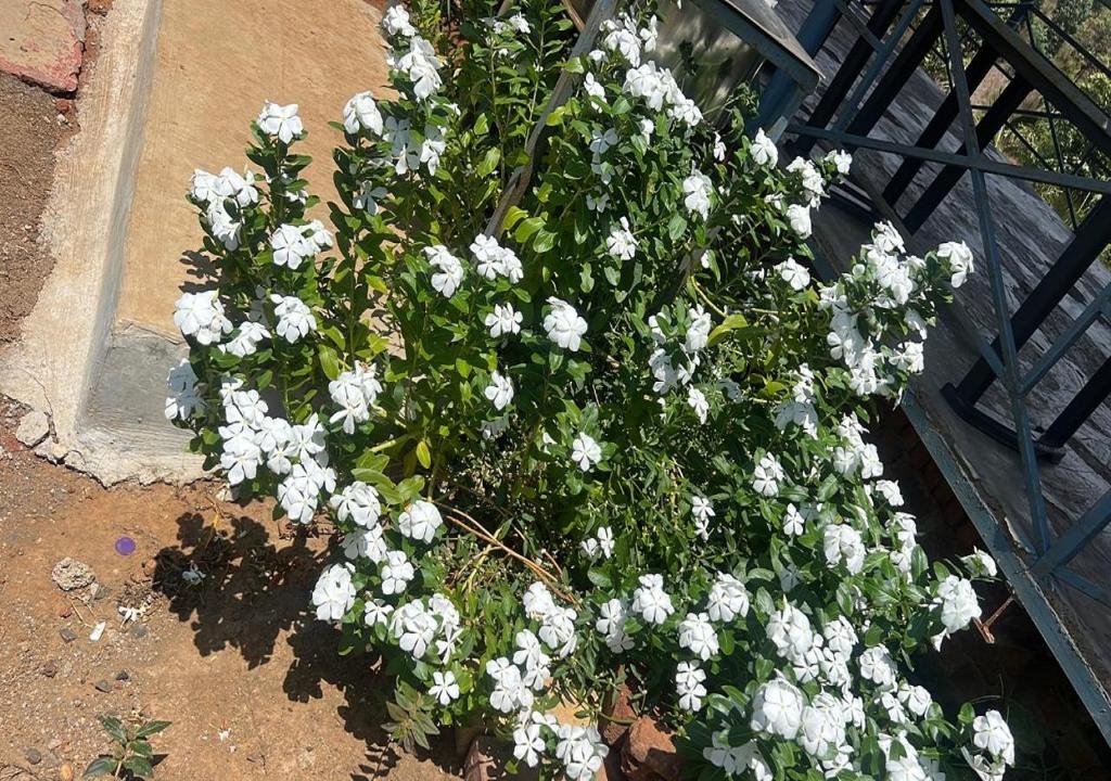 a bush of white flowers on the ground at Dup in Tawang
