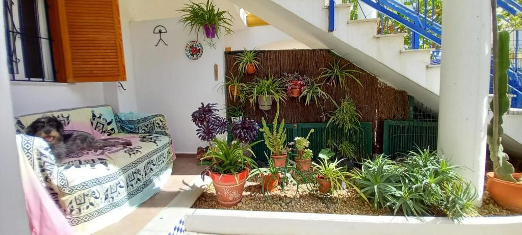 Vonkajšia záhrada v ubytovaní Casa Chiki