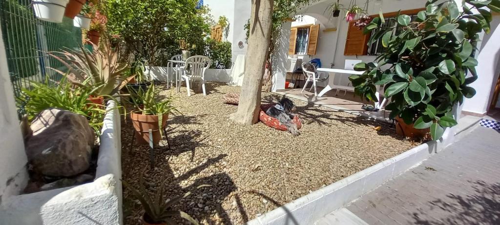 Vonkajšia záhrada v ubytovaní Casa Chiki