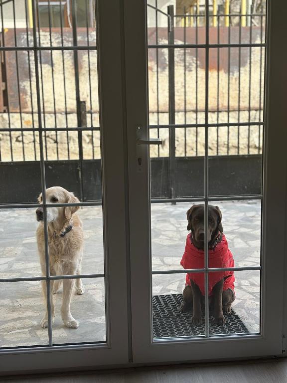Domácí mazlíčci ubytovaní s hosty v ubytování RestArt Boutique Hotel