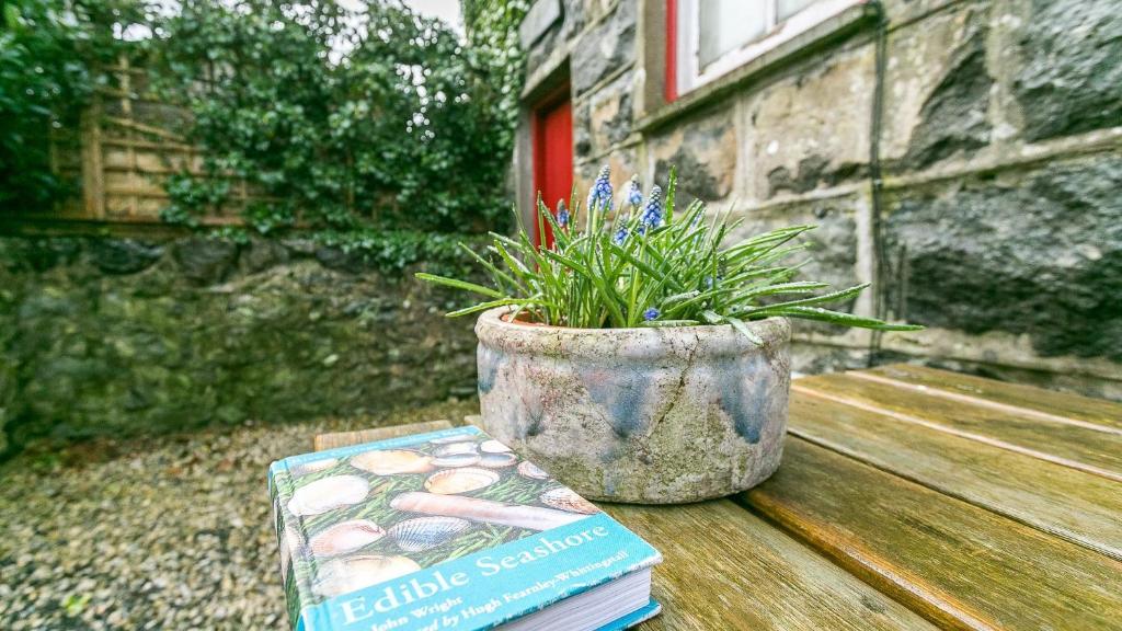 a book and a potted plant on a wooden table at Capel Bach in Llanystumdwy