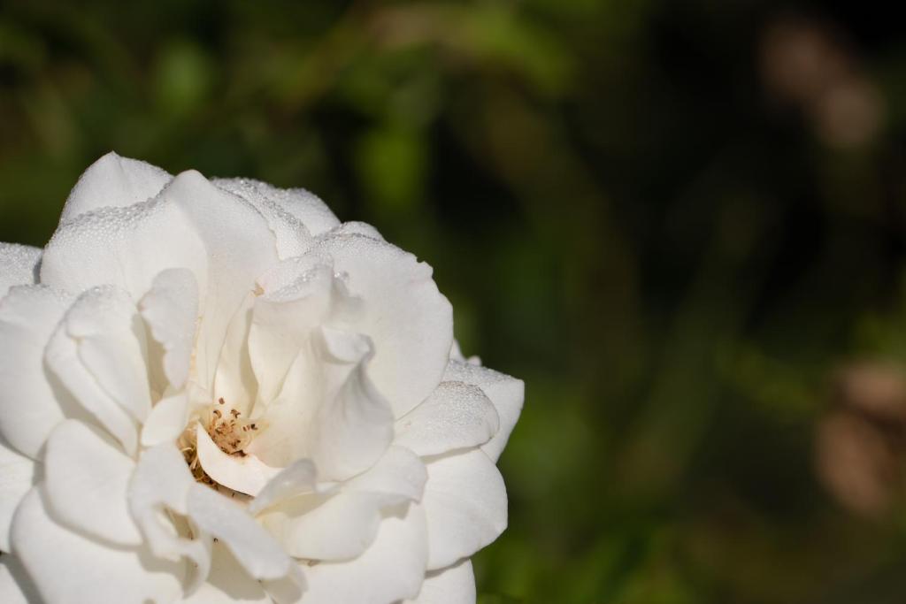 a white flower with a beetle on it at Country Retreat in Magaliesburg in Magaliesburg