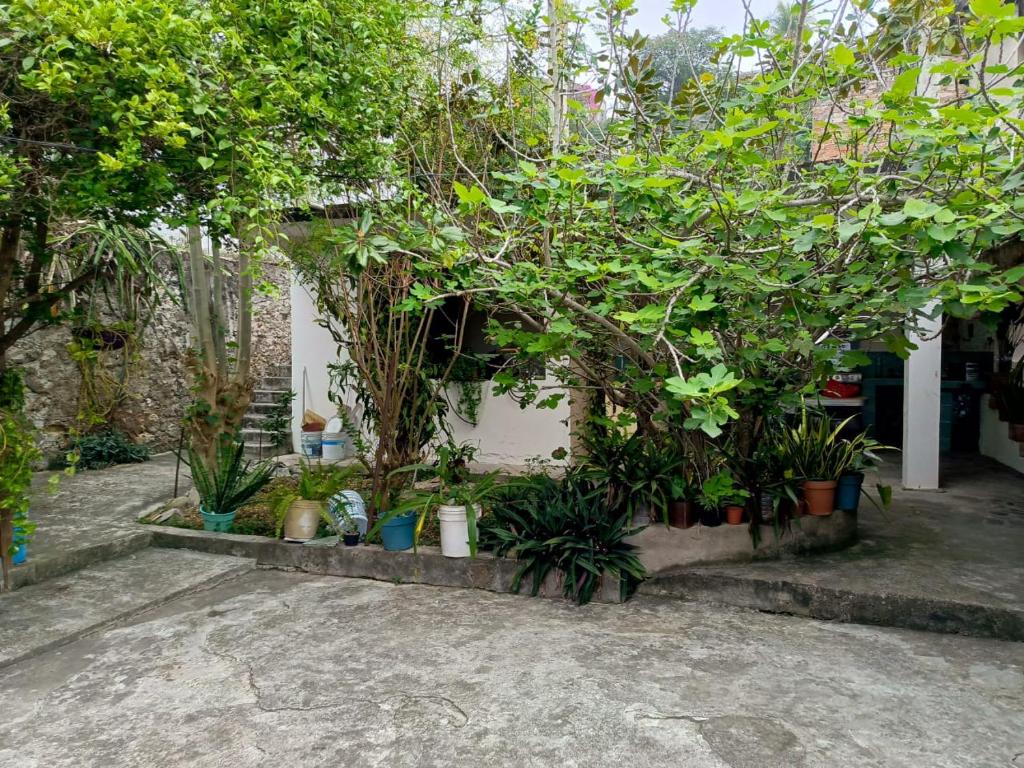Zahrada ubytování Posada Familiar Papantla