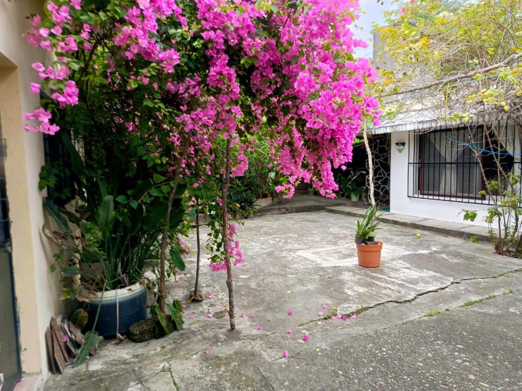 Zahrada ubytování Posada Familiar Papantla