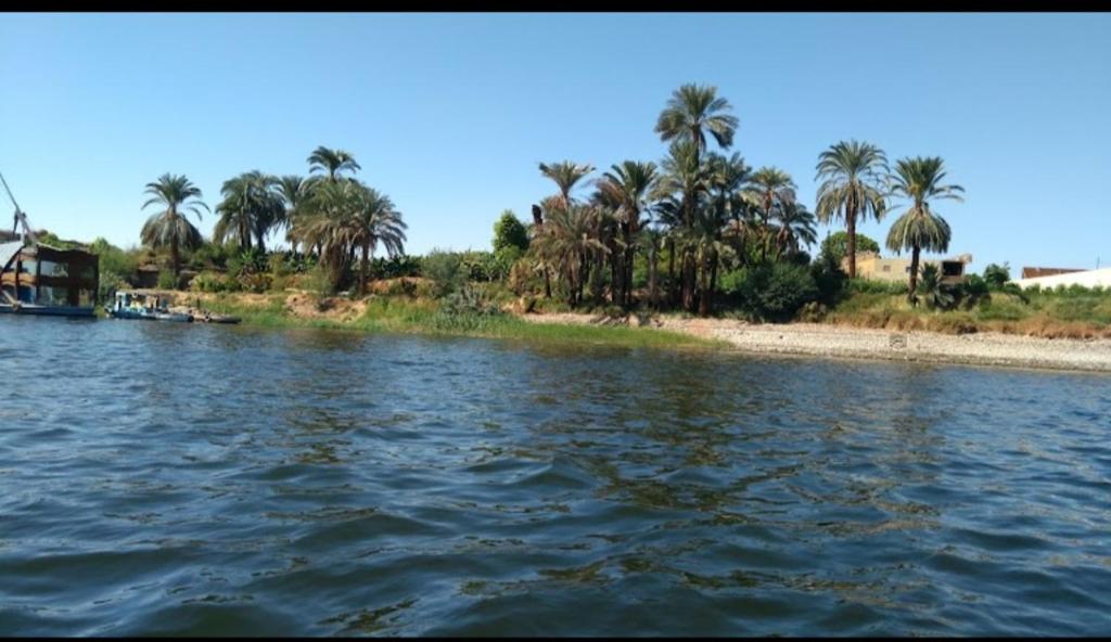 a body of water with palm trees and a beach at الاقصر in Luxor
