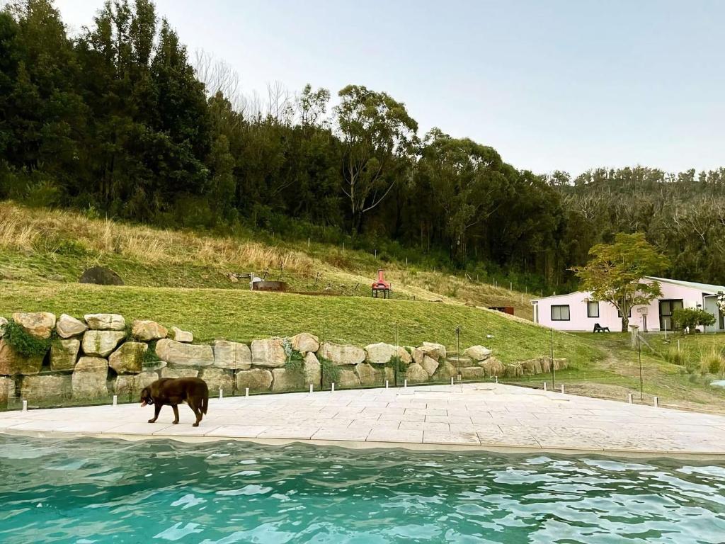 a dog standing on a patio next to the water at Moosewood House, Kangaroo Valley in Kangaroo Valley