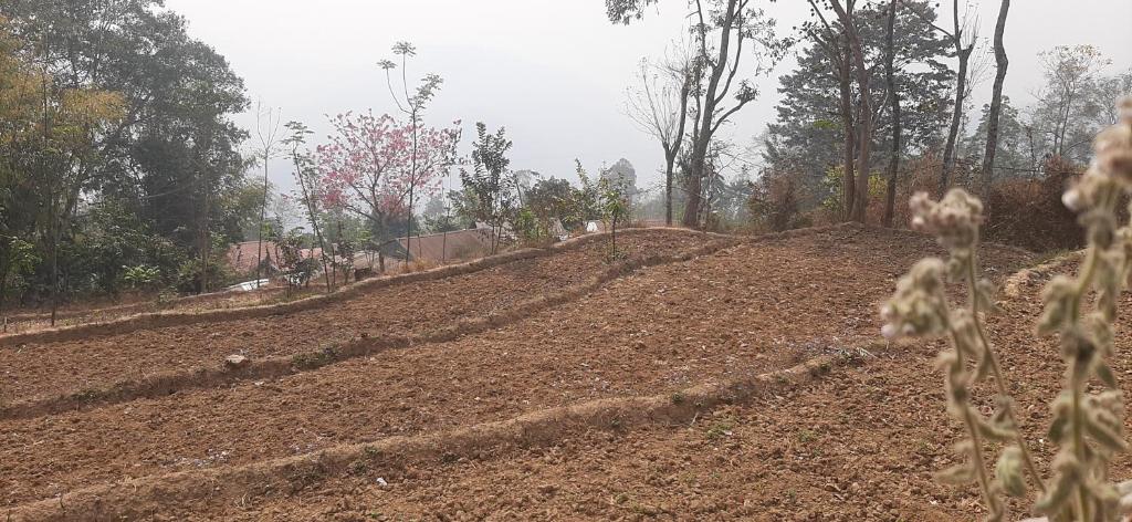 uma estrada de terra no meio de um campo em Aarav Homestay em Kalimpong