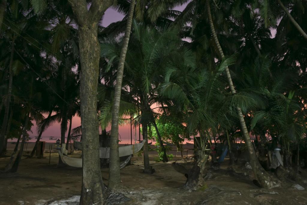 a group of palm trees and a boat on the beach at Divers Nest Hostel And Homestays in Malvan