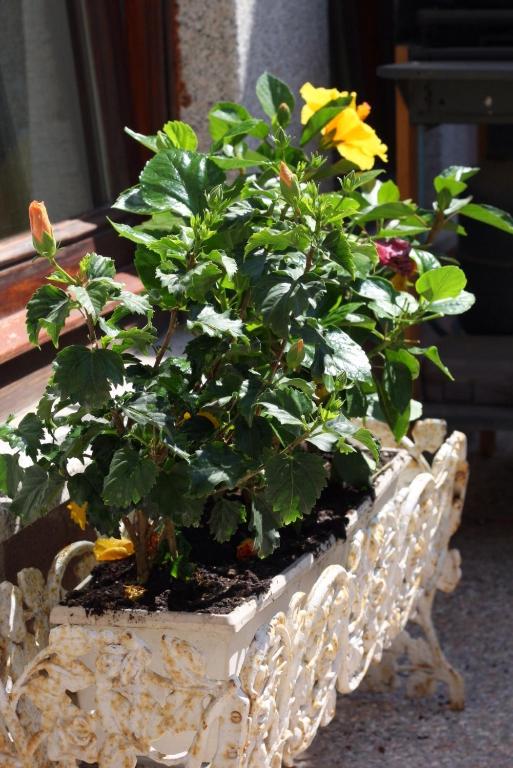Zahrada ubytování Hibiscus B&B