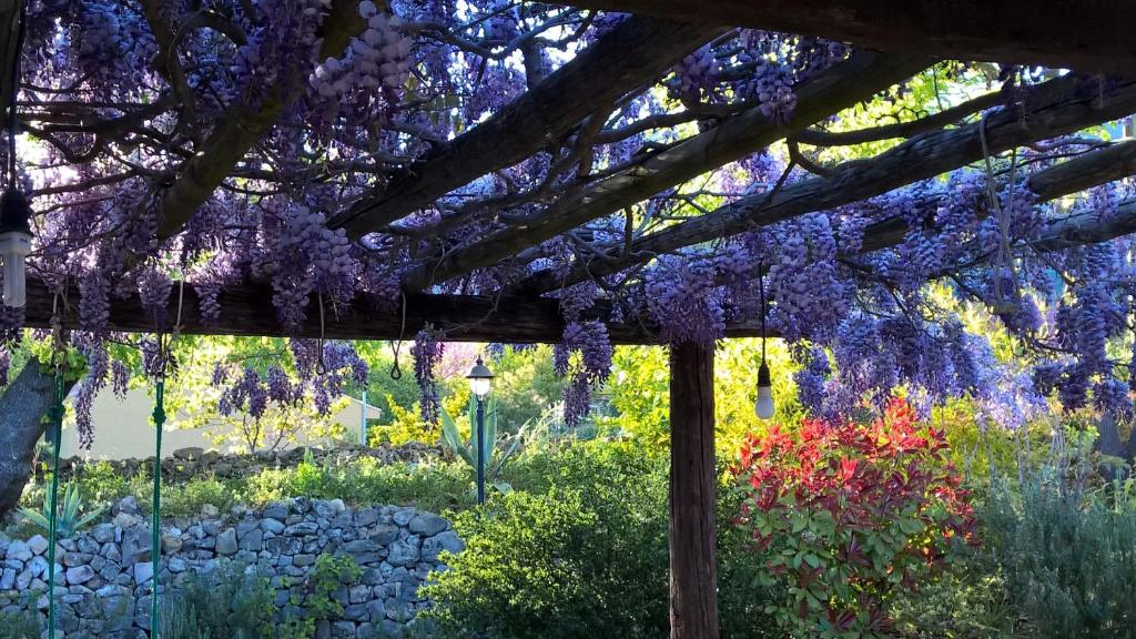 un jardín con glicinas púrpuras colgando de una pérgola en Villa conviviale au soleil avec piscine, en Seillans