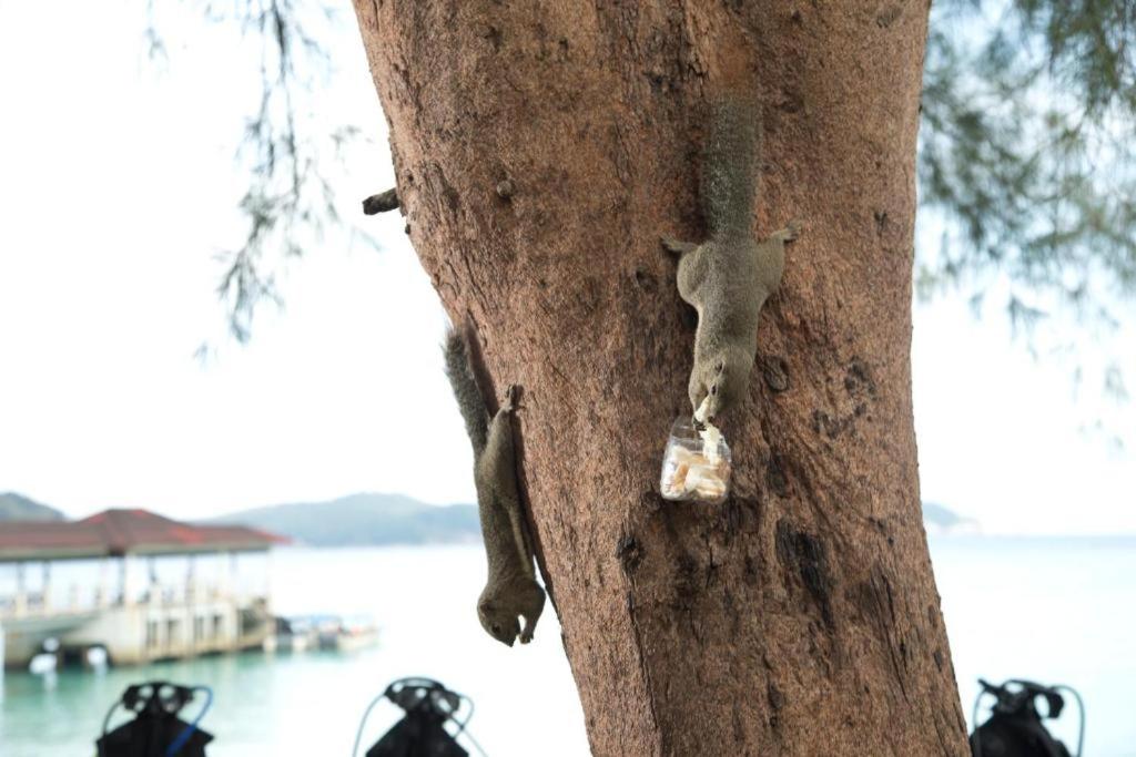 a kangaroo hanging from the side of a tree at Perhentian Island Resort in Perhentian Islands