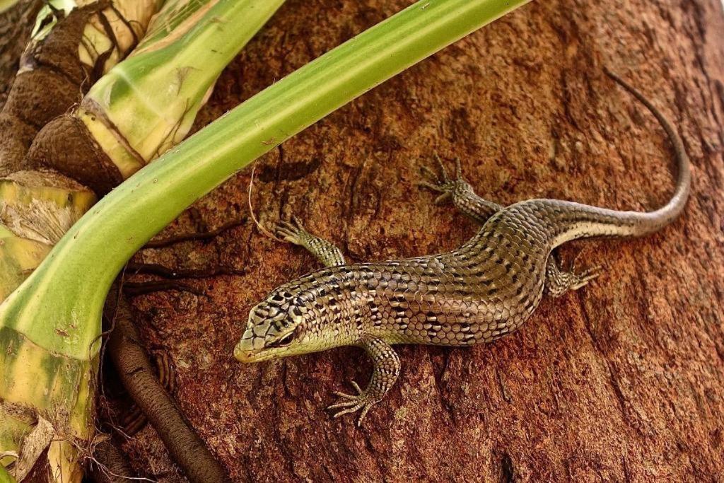 a lizard sitting on the side of a tree at Perhentian Island Resort in Perhentian Islands