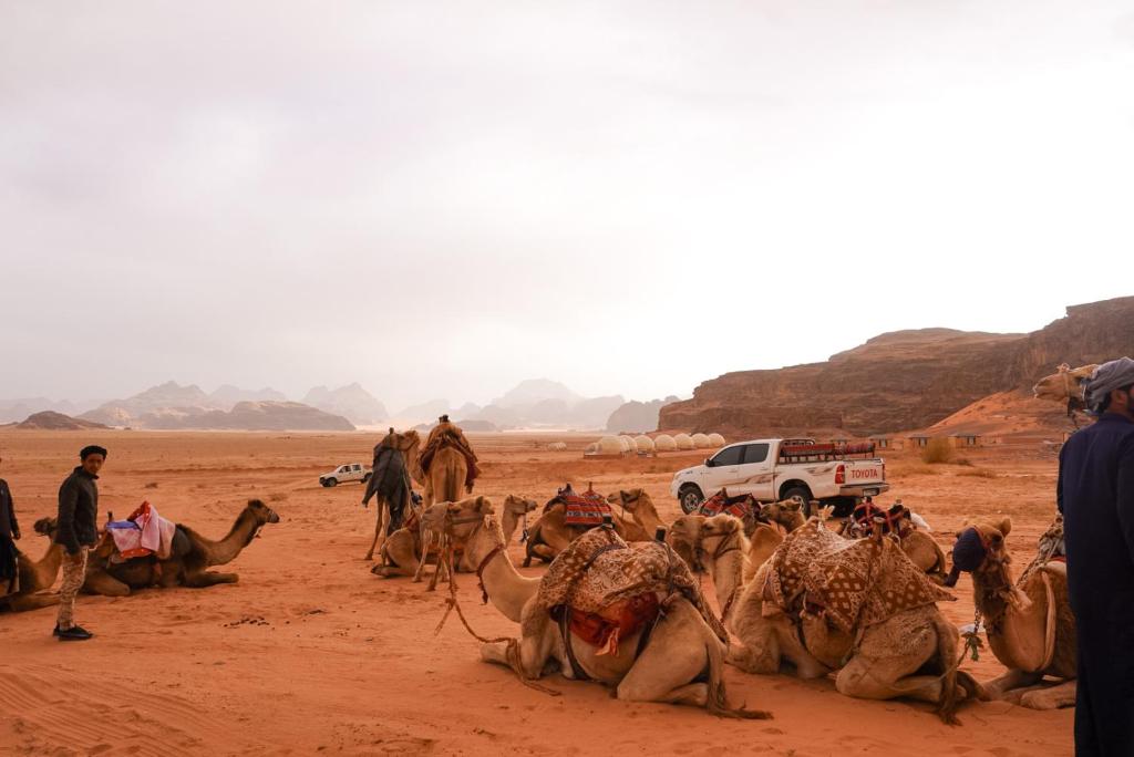 Hosté ubytování Shaheen Camp Wadi rum