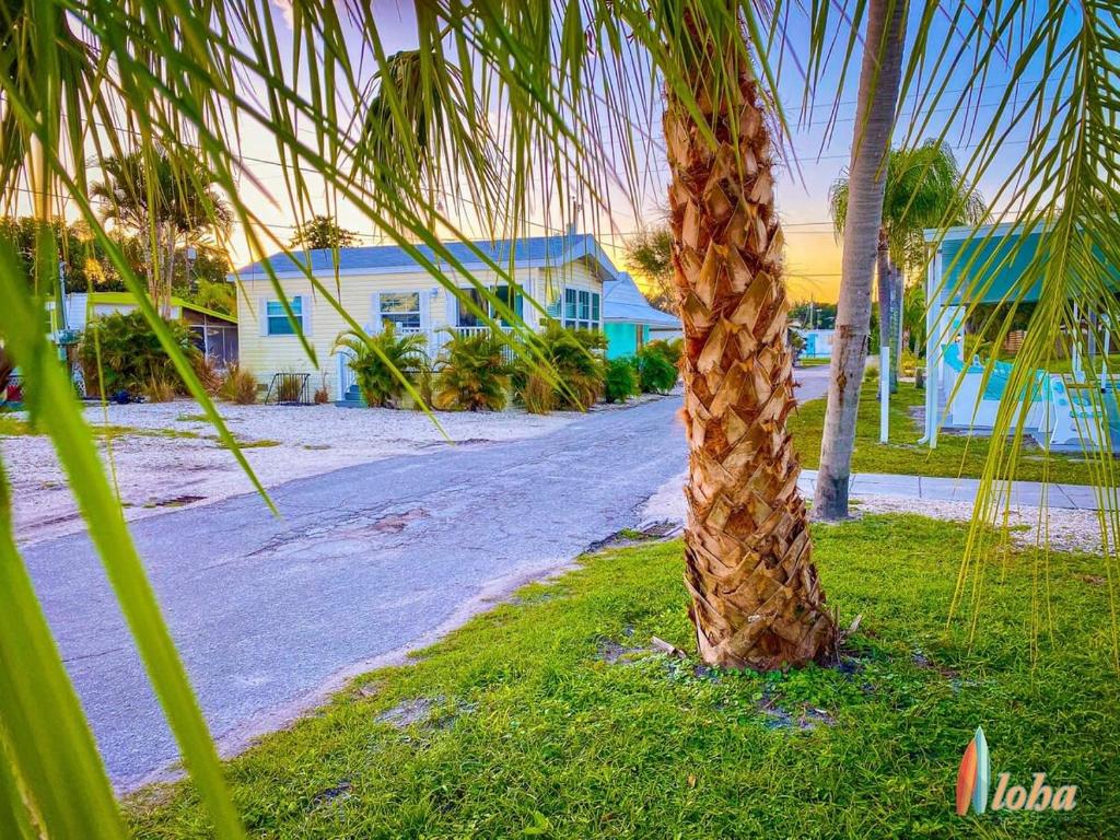 a palm tree on the side of a road at Pinecraft Cottage Tiny Home in Sarasota