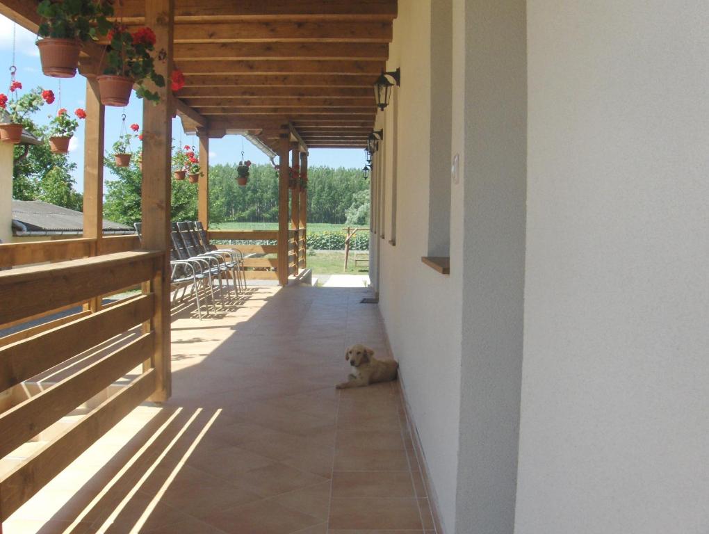 a dog sitting on the floor of a porch at Kékszilva Vendégház in Pap