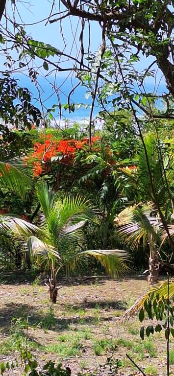 a group of plants with red flowers in the background at Ayampe Kachalotes, Beach house, The best view in Ayampe