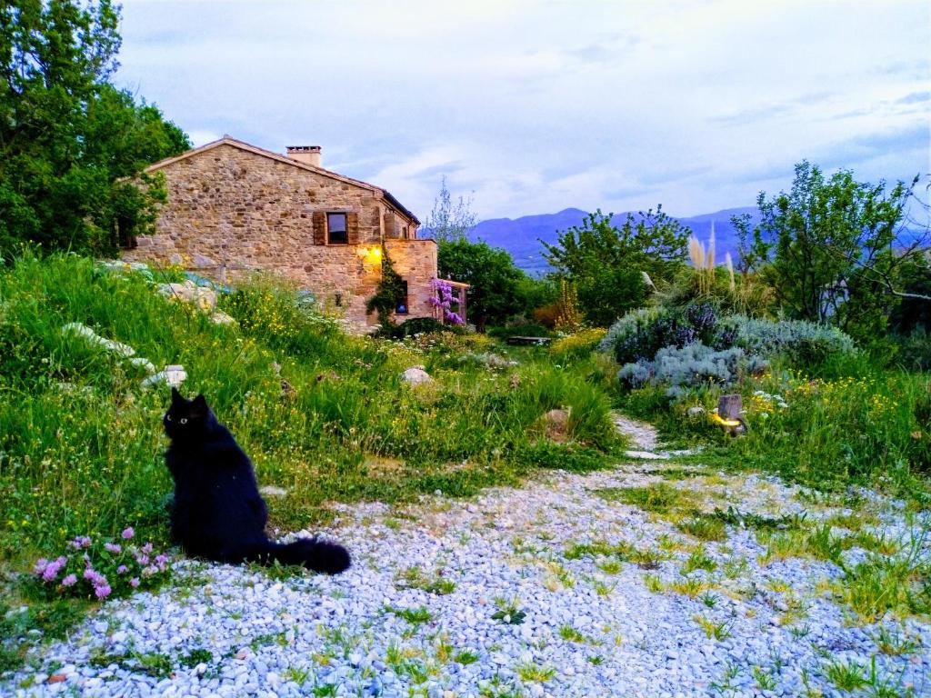 un gato negro sentado en un campo de flores en Sasso Erminia R&B Ecosostenibile en Novafeltria