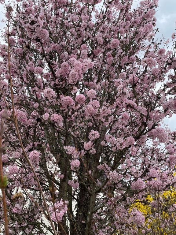 kwitnące drzewo z różowymi kwiatami w obiekcie Haus am Kastanienwald w mieście Bad Bergzabern