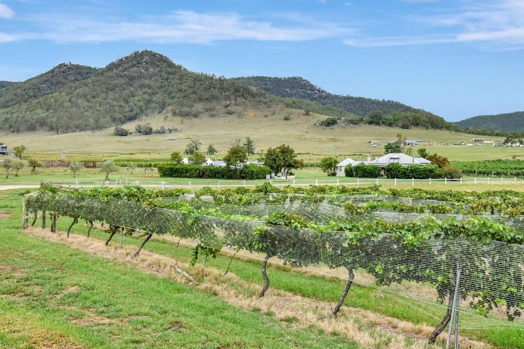 a field of vines with mountains in the background at Somerville Wines Cottage in Broke