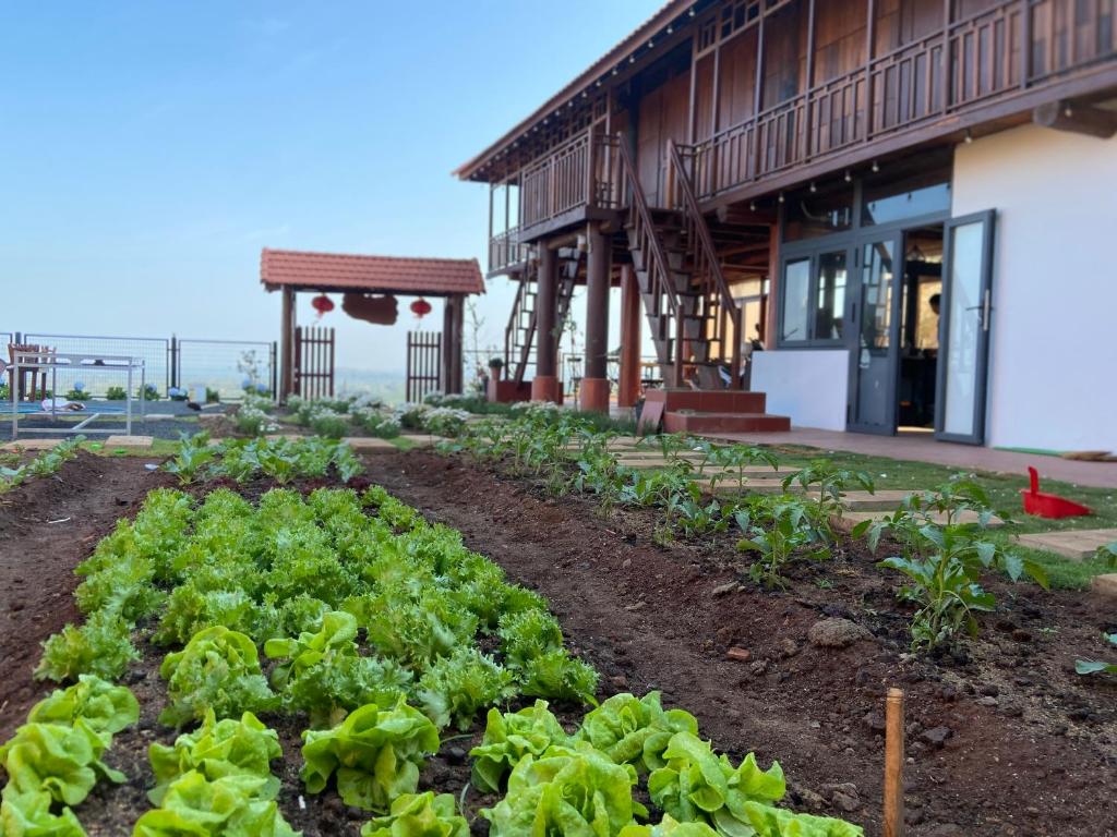 um jardim de alface em frente a um edifício em Homestay Lưng Đồi em Buôn Dhă Prŏng