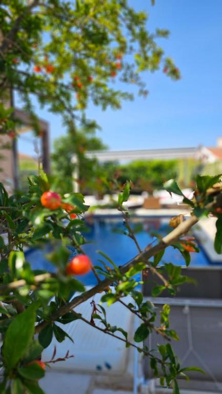 a tree with tomatoes on it in front of a building at Apartmani Nika in Tribunj