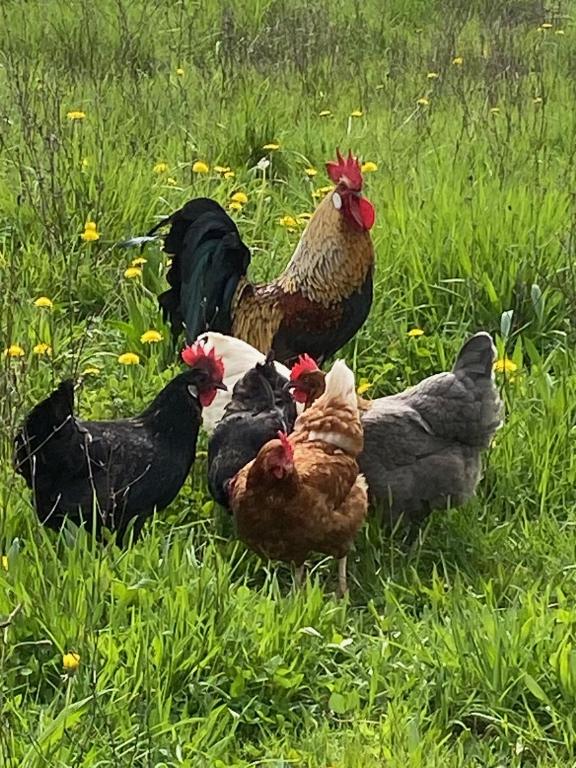 a group of chickens standing in the grass at Maison d hôtes Les Chantours dans réserve naturelle 15 hectares in Saint-Antoine-Cumond