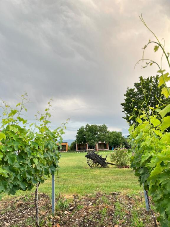 Zahrada ubytování Chubini Winery & Cabins