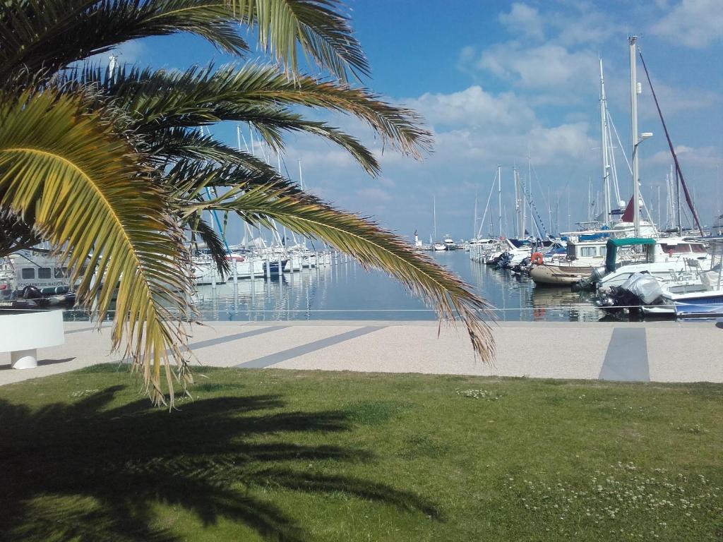 un palmier en face d'un port de plaisance avec des bateaux dans l'établissement Appartement P2 Le Californie Grau du Roi, au Grau-du-Roi