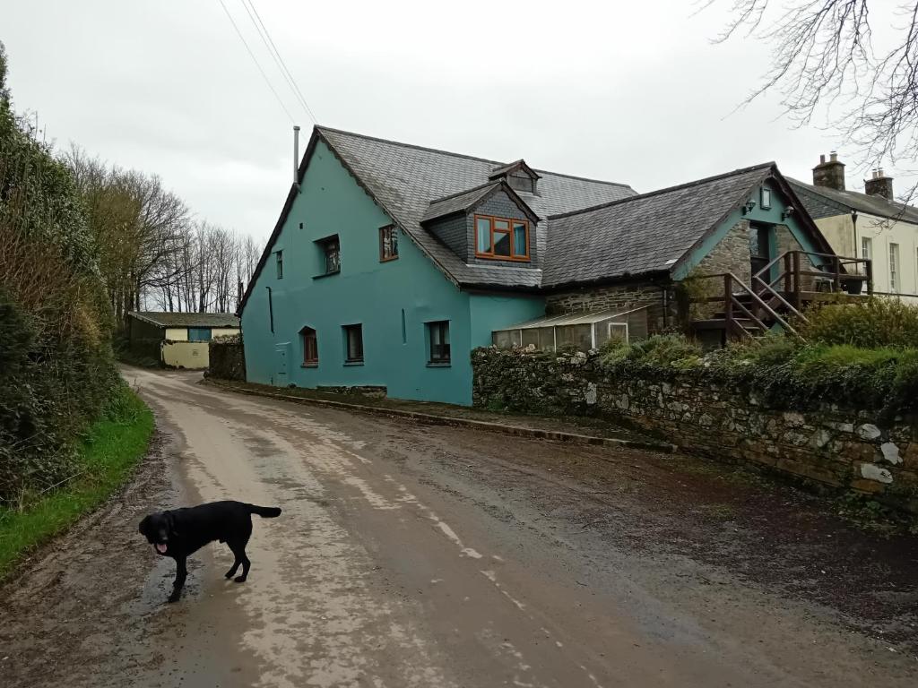 um cão preto a andar numa estrada de terra em frente a uma casa azul em Robins Nest em Liskeard