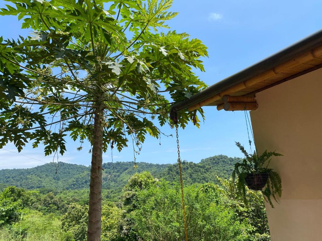 a palm tree with a swing in front of a house at Bungalows Ayampe in Ayampe