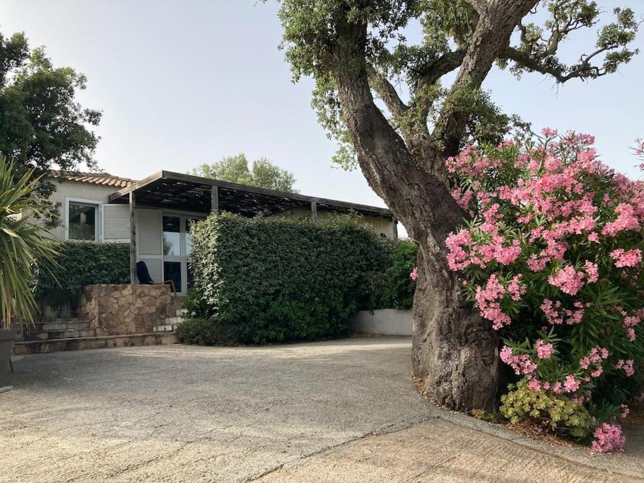 un arbre devant une maison avec des fleurs roses dans l'établissement Maison à 2min à pied du centre de porto vecchio, à Porto-Vecchio