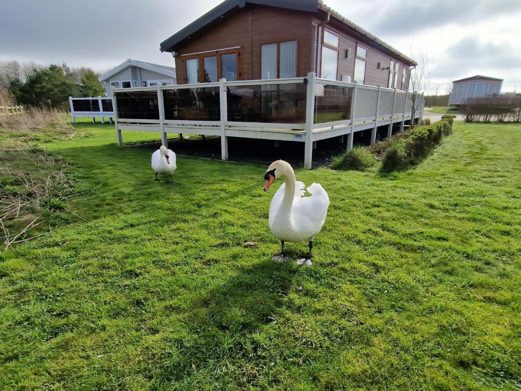 dos cisnes parados en el césped frente a una casa en Pemberton Arrondale Lodge, Lakeside View (Haven Lakeland), en Flookburgh