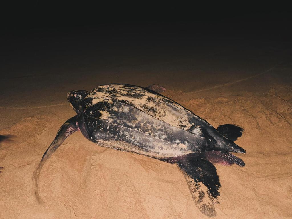 Altri animali domestici presso il resort o nei dintorni