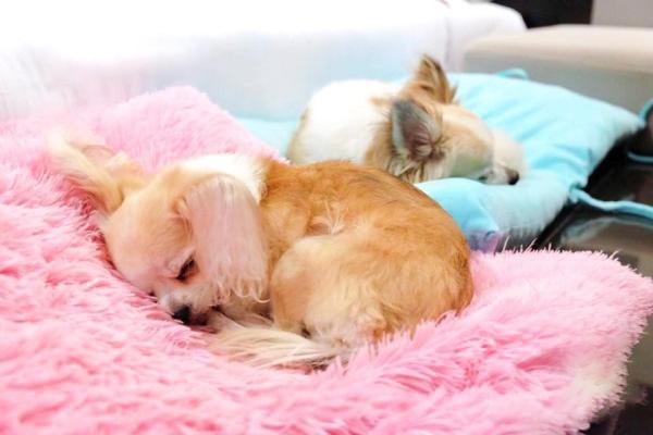 
Villa - Pet Friendly 
