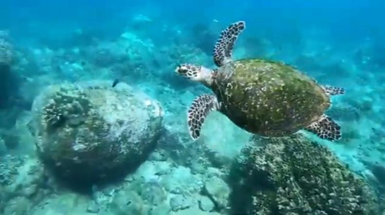 una tortuga marina verde nadando en el océano en Udayam guest, en Trincomalee