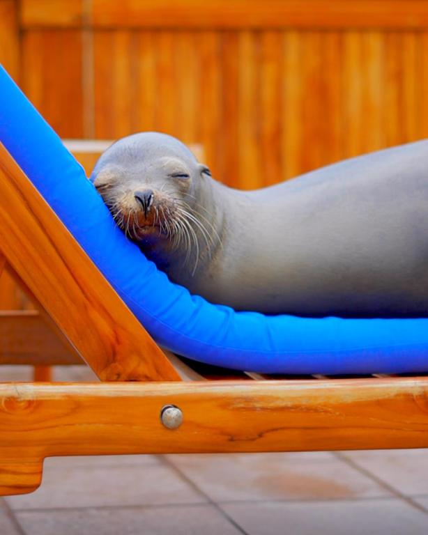 Fotografie z fotogalerie ubytování Hotel Solymar v destinaci Puerto Ayora