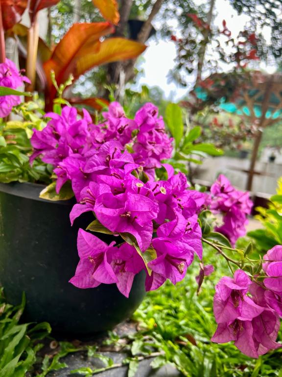 Zahrada ubytování Eco Resort Kandy