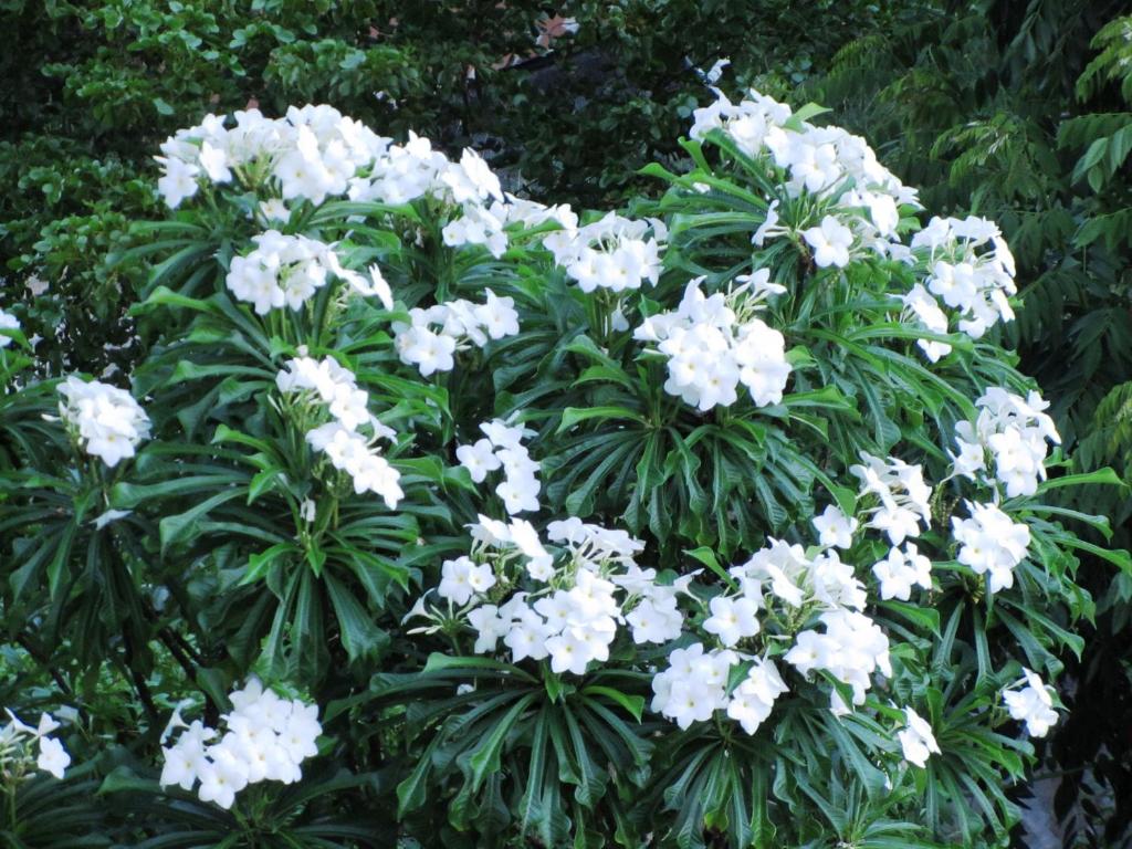 a bunch of white flowers on a plant at The Sweet Retreat in Port Elizabeth