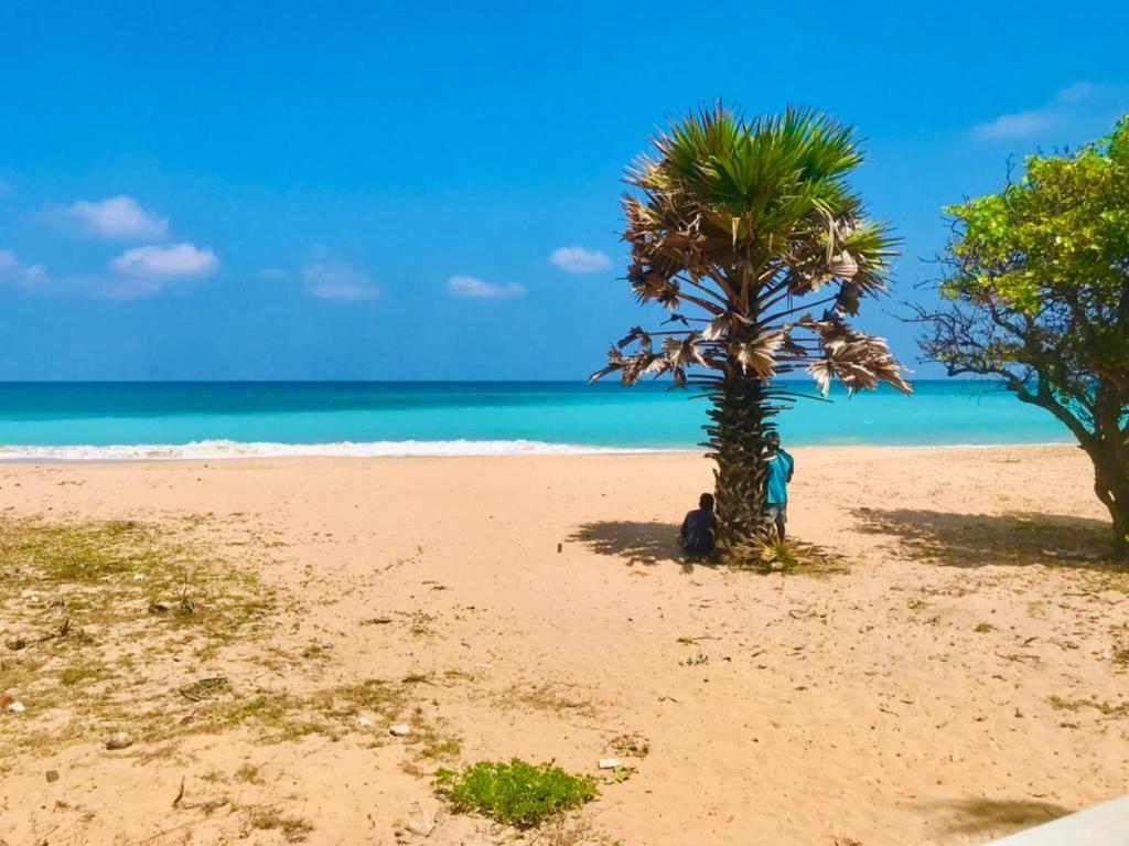 una palmera en una playa de arena con el océano en The Tottam Beach Hotel - Trincomalee, en Trincomalee