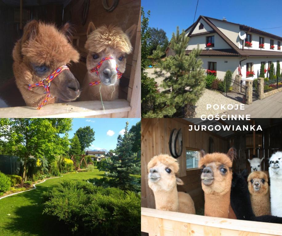 a collage of four pictures of a dog looking out a window at Pokoje Gościnne Jurgowianka in Jurgów