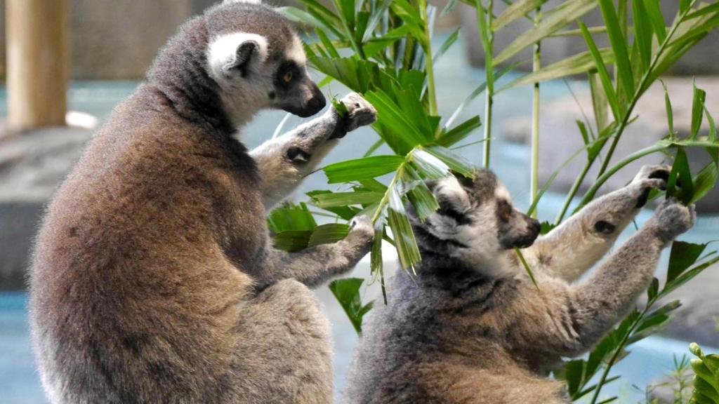 two lemurs standing on their hind legs eating leaves at Toyoko Inn Osaka Itami Airport in Toyonaka