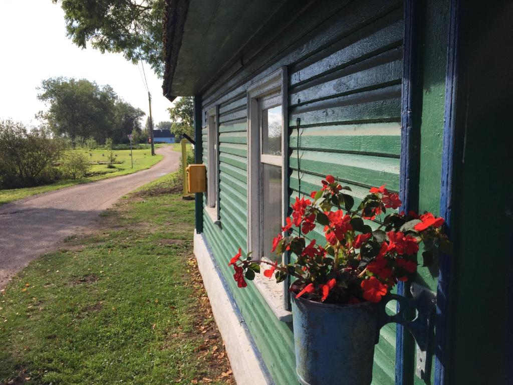 une fenêtre avec une plante en pot sur le côté d'une maison dans l'établissement Mesi Tare Guesthouse, à Varnja