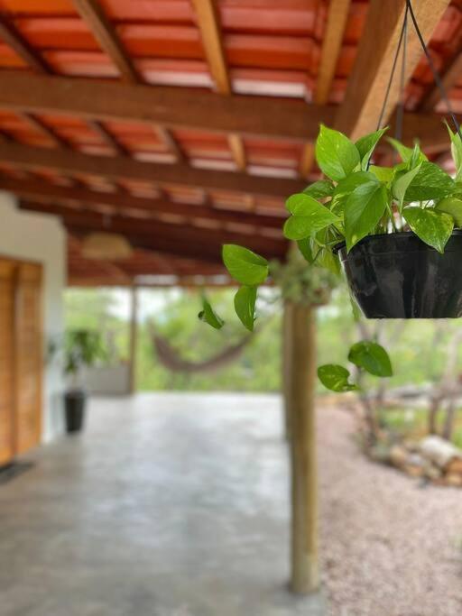 a plant in a pot hanging from a ceiling at Casa Porto do Sol Vila de São Jorge in Sao Jorge